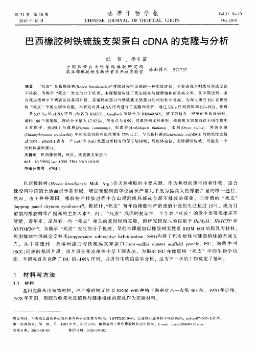 巴西橡胶树铁硫簇支架蛋白cDNA的克隆与分析