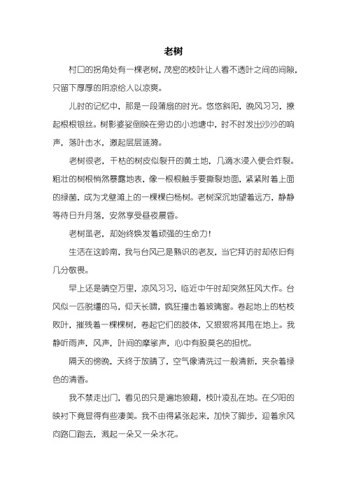 初三作文：老树作文800字