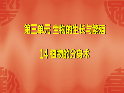 青岛版五年级科学下册14植物的分身术最新课件
