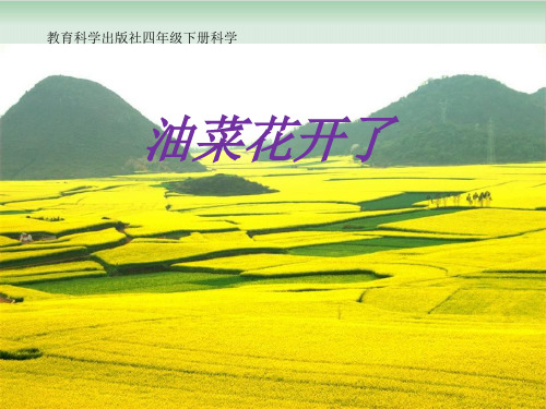 四年级下册科学课件PPT：油菜花开了 -教科版2