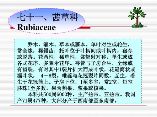 茜草科Rubiaceae