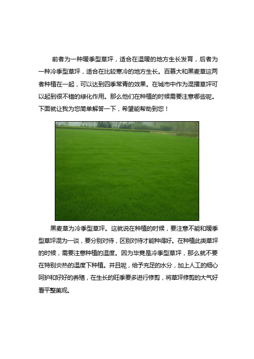 百慕大和黑麦草草坪在种植时的注意事项