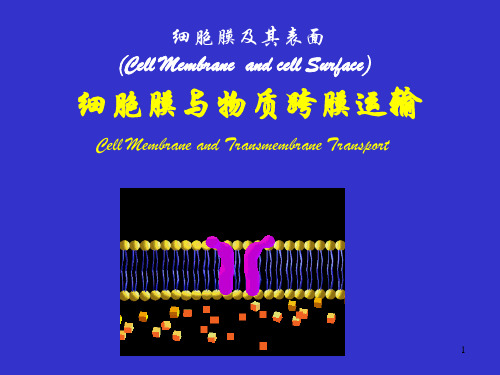 跨膜运输