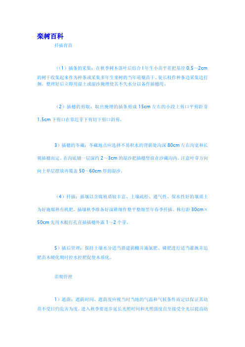栾树百科