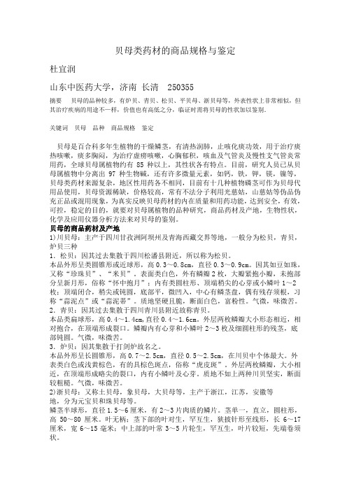 贝母类药材的商品规格与鉴定