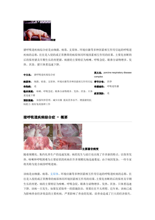 猪呼吸道疾病综合症(完整版)