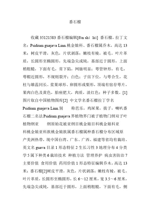 番石榴