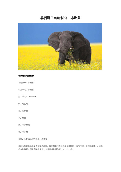 非洲野生动物科普：非洲象
