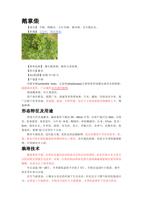 鹅掌柴