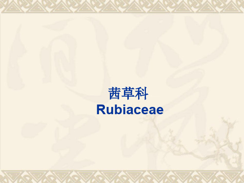 茜草科