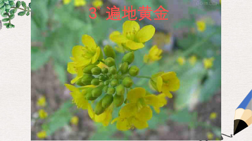 五年级语文下册《遍地黄金》课件3 湘教版