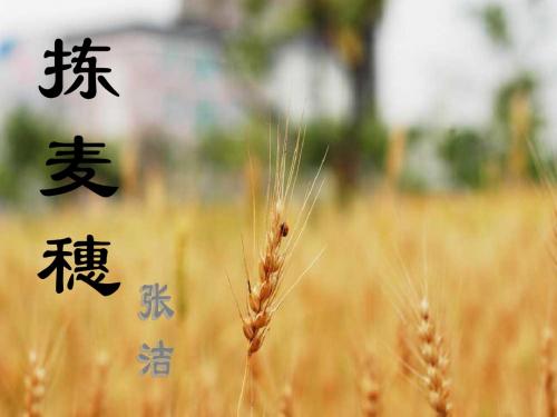 拣麦穗 必修一