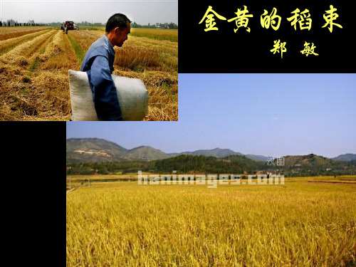 高中语文金黄的稻束ppt 苏教版最新优选公开课件