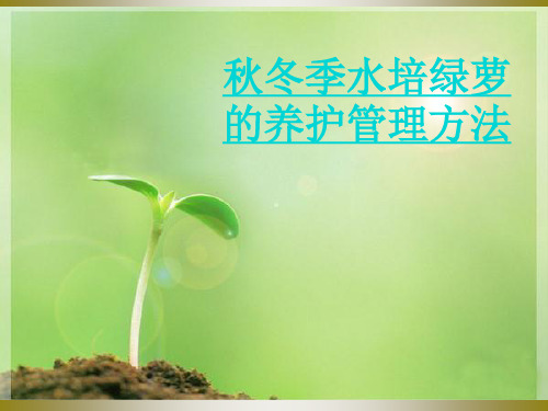 水培绿萝  2