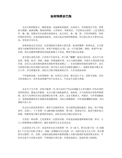 如何饲养京巴狗