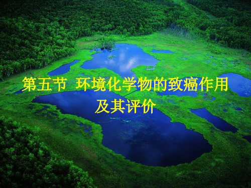 2019年-环境毒理学(董国日)05-2  致癌试验和致畸试验00-PPT精选文档-PPT精选文档