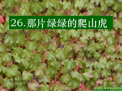 爬山虎