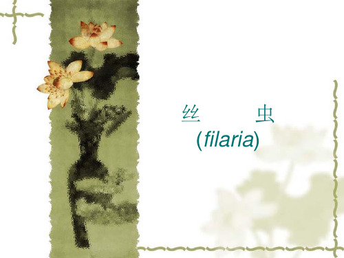 丝虫