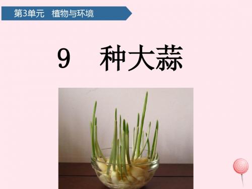 二年级科学上册第三单元植物与环境第9课种大蒜课件青岛版六三制
