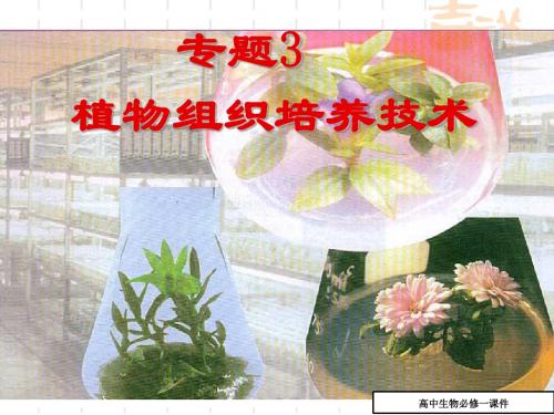 高中生物同步课件：3.1_菊花的组织培养(6)(人教版高二选修1)