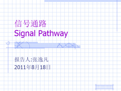 果蝇信号通路总结解剖