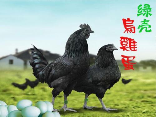 绿壳乌蛋鸡