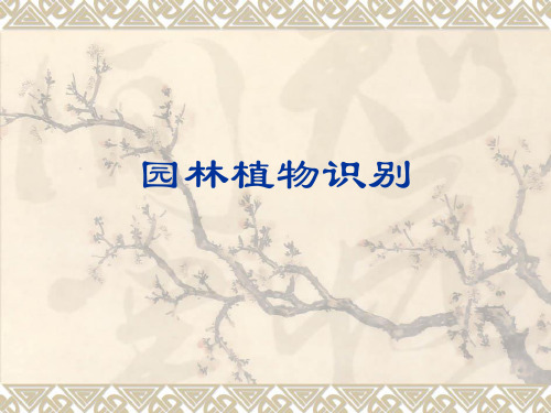 园林植物识别