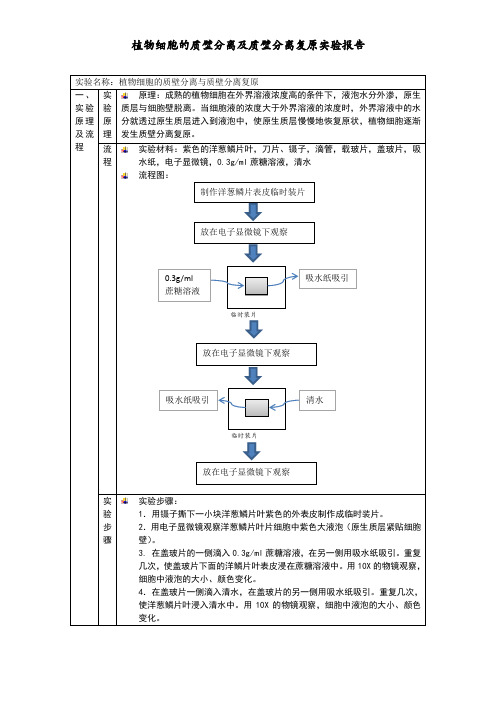 质壁分离实验报告