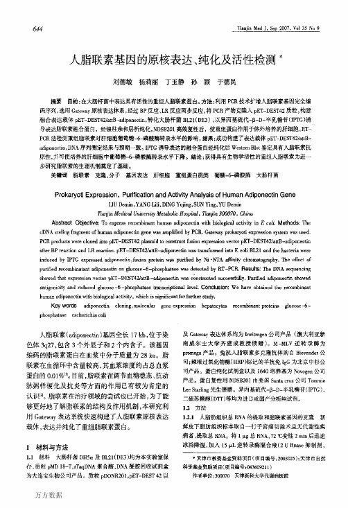 人脂联素基因的原核表达、纯化及活性检测