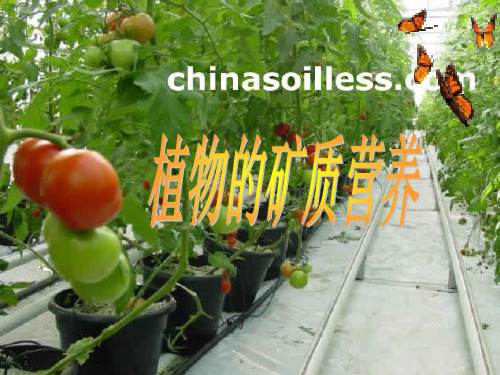 植物的矿质营养竞赛