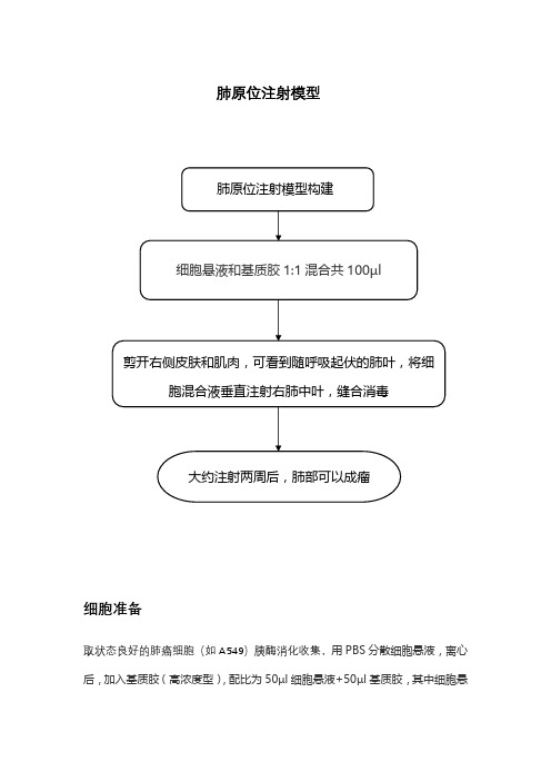 肺原位注射模型
