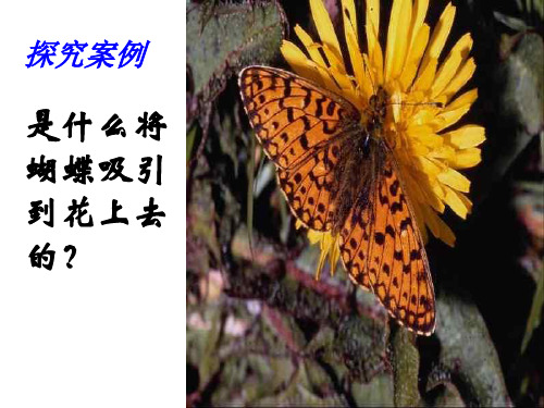 七年级科学蝴蝶(新编201912)
