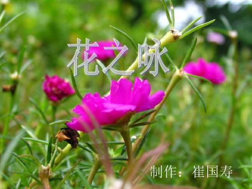 年北师大版语文第八册《花之咏》ppt课件
