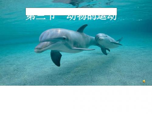 动物的运动PPT课件32 济南版
