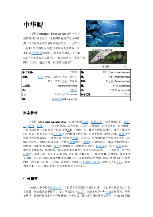 中华鲟