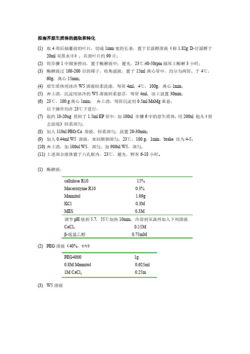 拟南芥原生质体的提取和转化