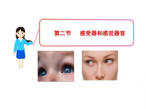 北师大版七下生物 12.2感受器和感受器官 课件  (共35张PPT)