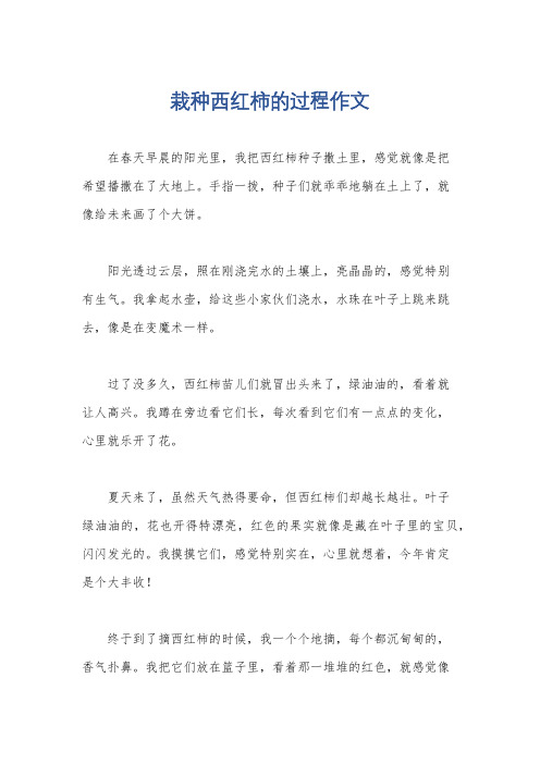 栽种西红柿的过程作文