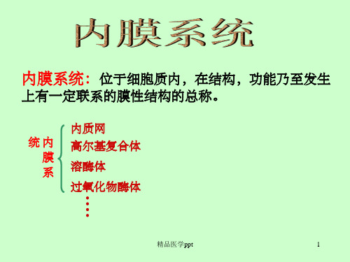 大学医学细胞生物学内膜系统上