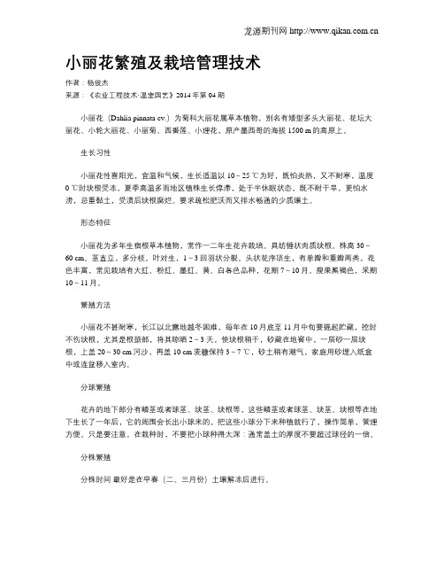 小丽花繁殖及栽培管理技术