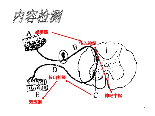 条件反射(课堂PPT)