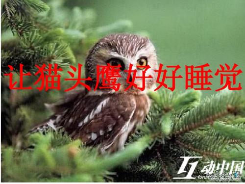 让猫头鹰好好睡觉