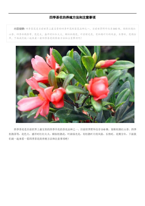 四季茶花的养殖方法和注意事项