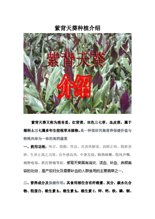 紫背天葵种植介绍