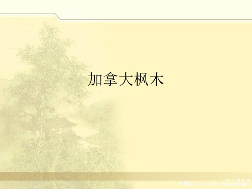 加拿大枫木