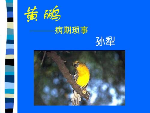 黄鹂 PPT课件 17 人教版