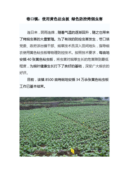巷口镇：使用黄色沾虫板 绿色防控烤烟虫害