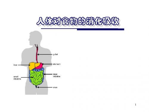 苏科版七年级生物上册第3章 第4节 人体对食物的消化吸收 课件(26张PPT)