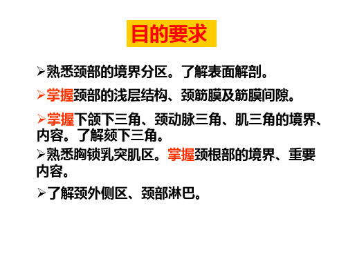 局部解剖学-颈部w