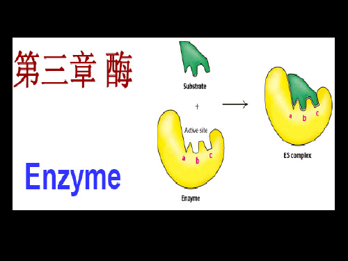 生化 第三章  酶